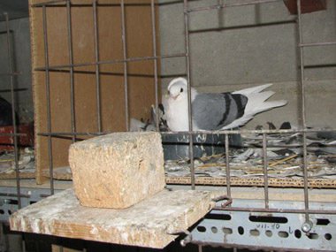 Galambdúc