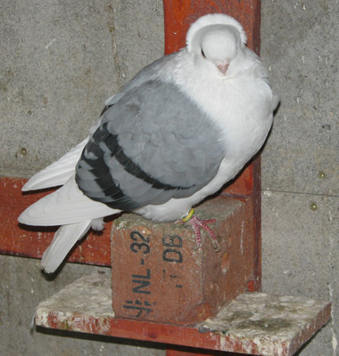 Galambdúc