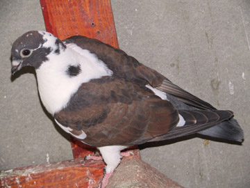 galamb